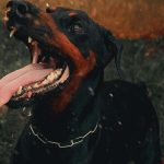 What You Need To Know Before Hiring A Dog Bite Injury Lawyer on georgetownpost