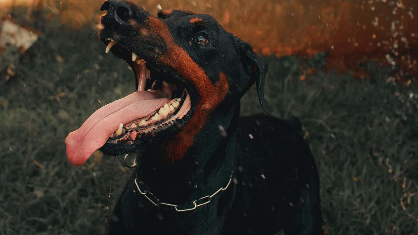 What You Need To Know Before Hiring A Dog Bite Injury Lawyer on georgetownpost
