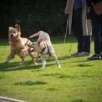 Lawyers Specializing in Dog Bites Legal Rights Liability and Compensation Explained (1)