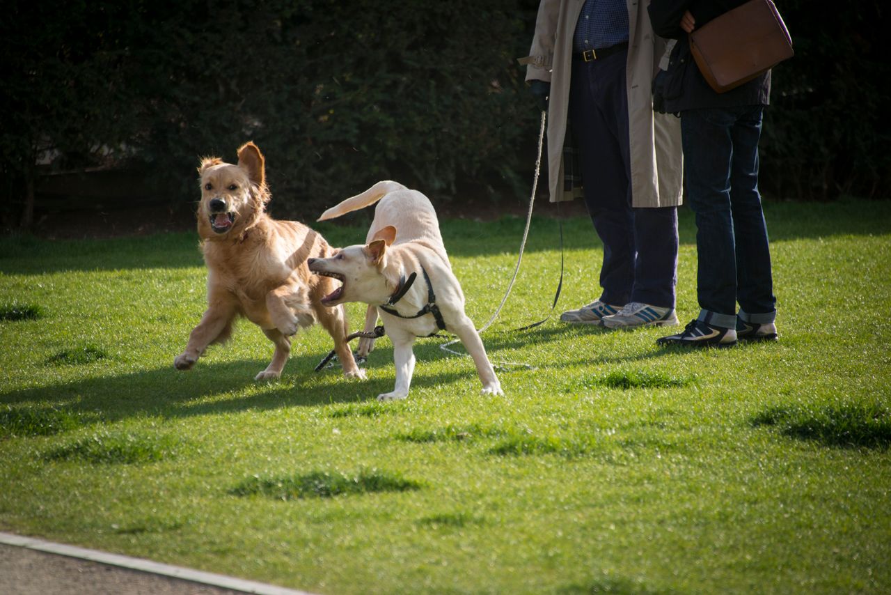 Lawyers Specializing in Dog Bites Legal Rights Liability and Compensation Explained (1)